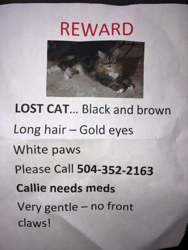 Lost Female Cat last seen blanche st, marrero, Estelle, LA 70072