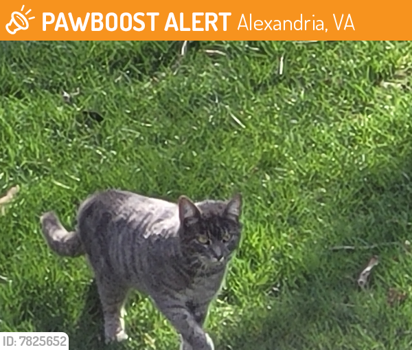 Found/Stray Unknown Cat last seen Wooded area between Devonshire Neighborhood and Kingstowne Wegmans, Alexandria, VA 22315