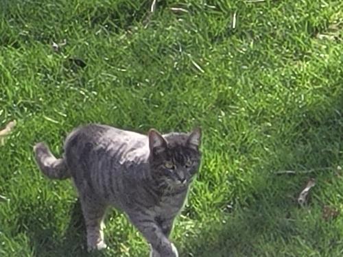 Found/Stray Unknown Cat last seen Wooded area between Devonshire Neighborhood and Kingstowne Wegmans, Alexandria, VA 22315