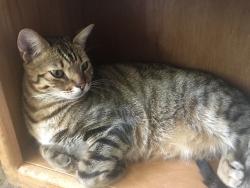 Reunited Male Cat last seen Kelvin and Ventura blvd., Los Angeles, CA 91364