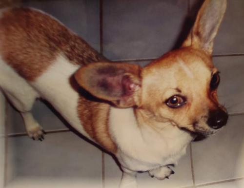 Lost Male Dog last seen Chesaco Avenue , Rosedale, MD 21237