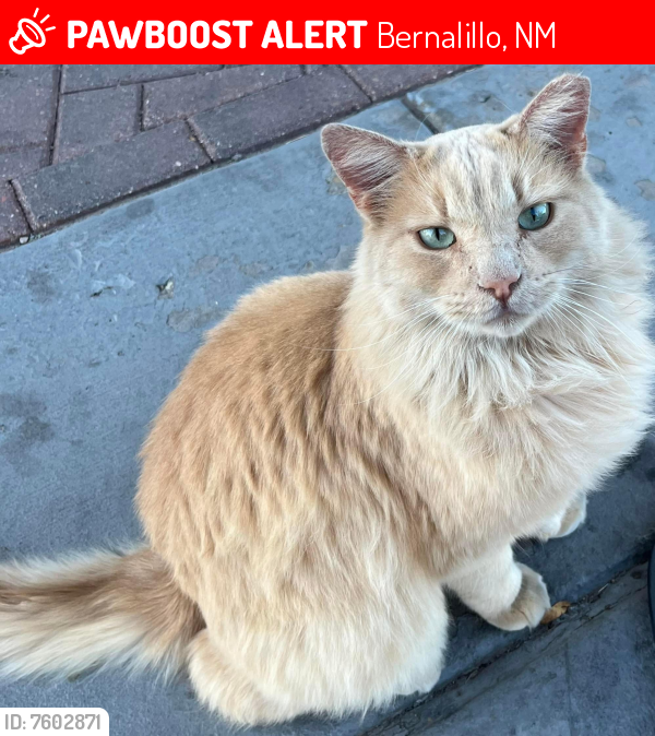 Lost Male Cat last seen Bell Lane , Bernalillo, NM 87004