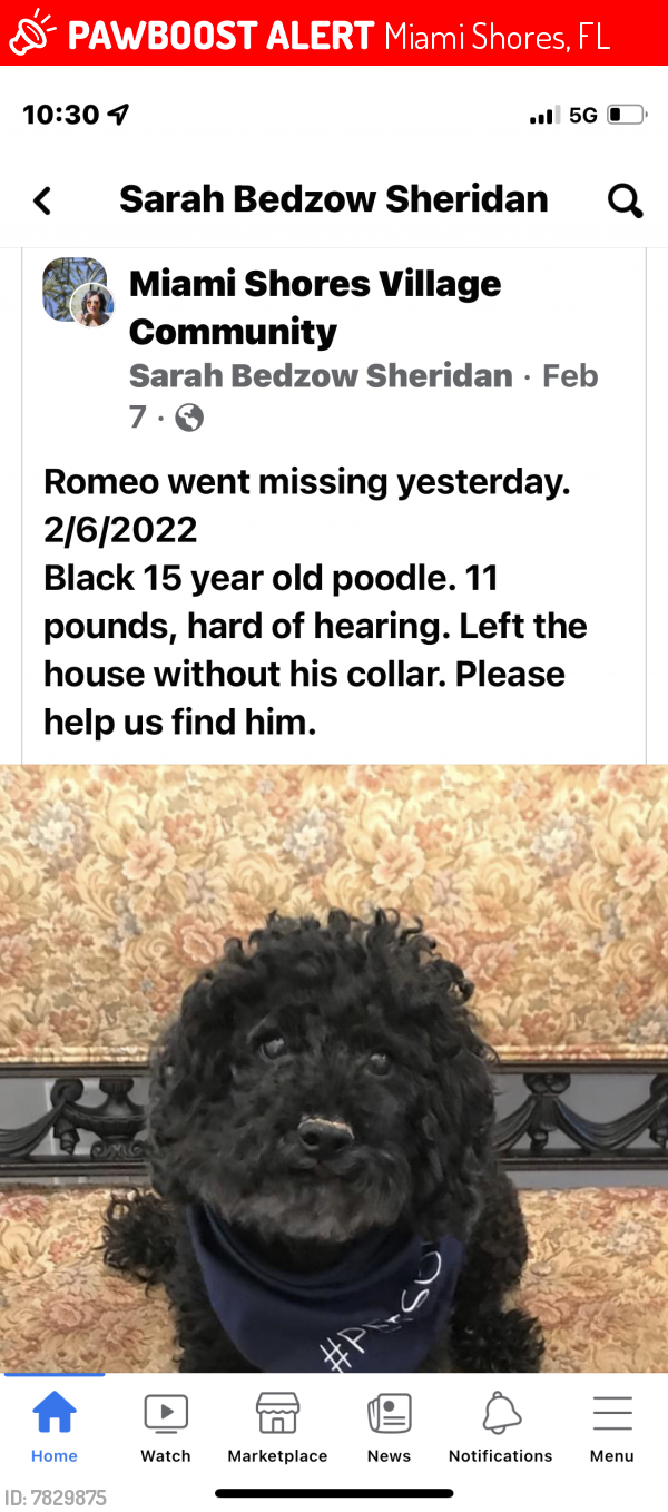 Lost Male Dog last seen Biscayne & 55th Street, Miami Shores, FL 33150