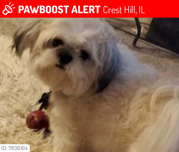 Lost Male Dog last seen Caton Farm Rd ,Plainfield rd, Crest Hill, IL 60403