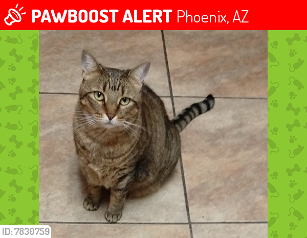 Lost Female Cat last seen 36th St & Monterosa (may have traveled (car undercarriage), Phoenix, AZ 85018
