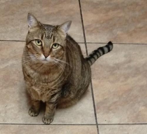 Lost Female Cat last seen 36th St & Monterosa (may have traveled (car undercarriage), Phoenix, AZ 85018