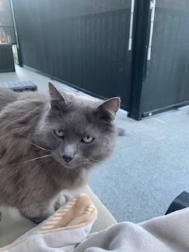 Lost Male Cat last seen Nicowynd , Surrey, BC V3S