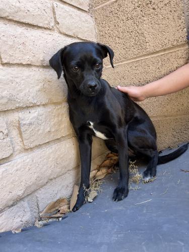 Found/Stray Female Dog last seen University & Mesa Drive, Mesa, AZ 85201