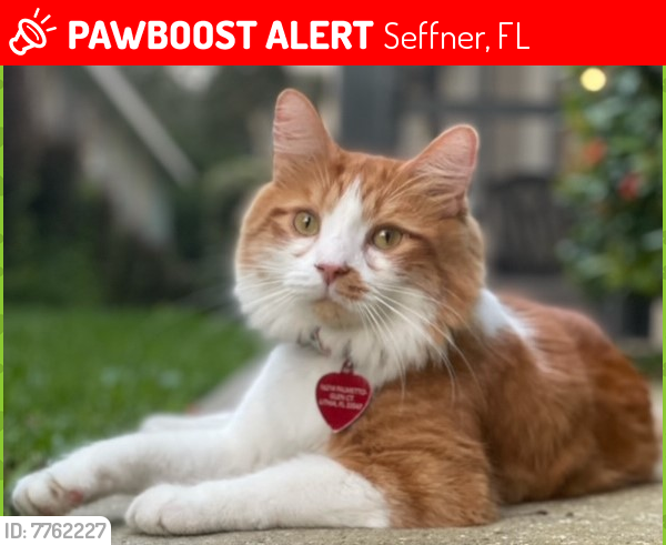 Lost Male Cat last seen SEFFNER, Seffner, FL 33584