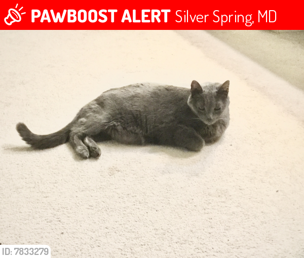 Lost Male Cat last seen ord Ave. between Porter Rd. & Ross Rd., Silver Spring, MD 20910