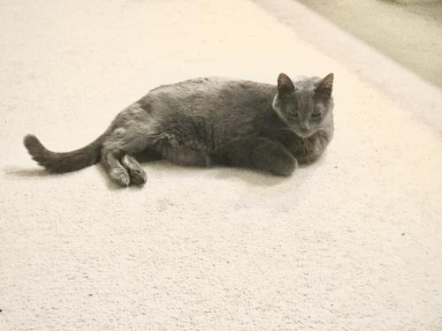 Lost Male Cat last seen ord Ave. between Porter Rd. & Ross Rd., Silver Spring, MD 20910