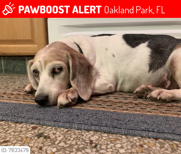 Lost Female Dog last seen 3rd Avenue & Commercial Blvd , Oakland Park, FL 33334