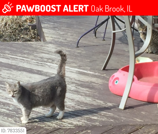 Lost Female Cat last seen spring & washington, Oak Brook, IL 60523