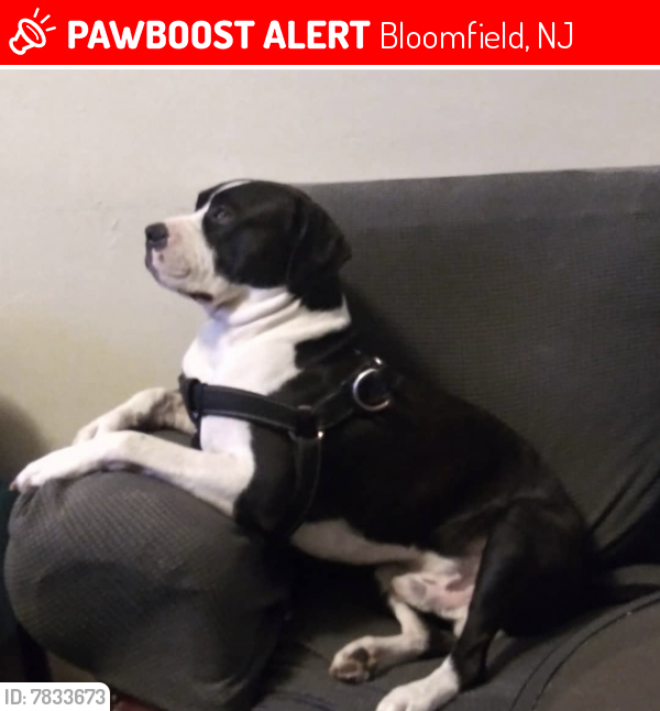 Lost Male Dog last seen Bloomfield nj , Bloomfield, NJ 07003