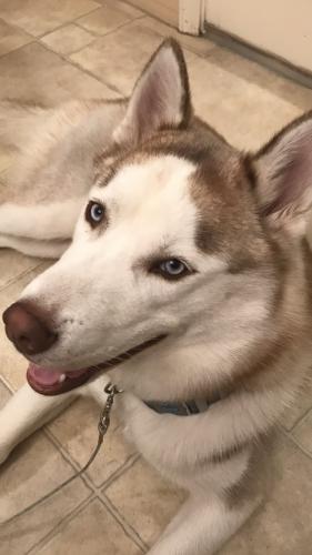Lost Male Dog last seen Country club area , Lake City, FL 32055