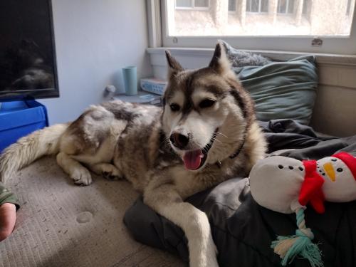 Lost Female Dog last seen Mission St and 5th Street , San Francisco, CA 94103