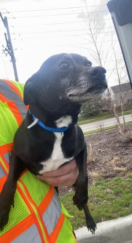 Found/Stray Male Dog last seen Drauden/ Theodore , Joliet, IL 60436