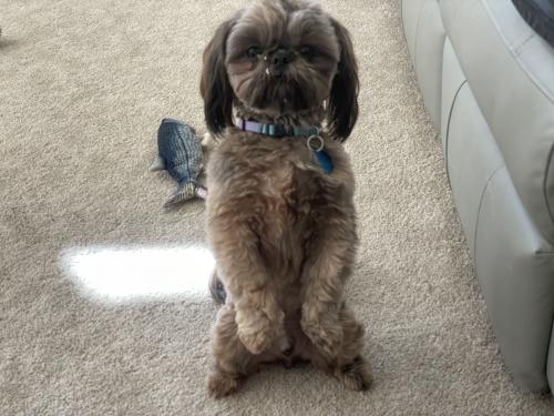 Lost Male Dog last seen Power Rd and Southern Ave, Mesa, AZ 85206