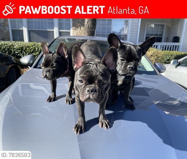 Lost Male Dog last seen Briarhill apmts , Atlanta, GA 30324
