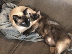 Lost Male Cat last seen Turtle creek ranch neighborhood , Lakeside, TX 76135