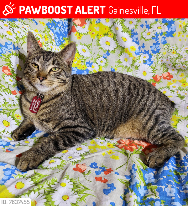 Lost Male Cat last seen NW 34th St and NW 25th Pl, Gainesville, FL 32605