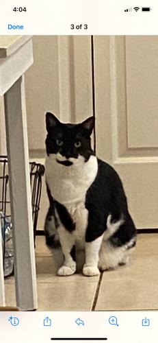 Lost Male Cat last seen Copper Canyon Blvd and Rocky Mountain Ct, Valrico, FL 33594