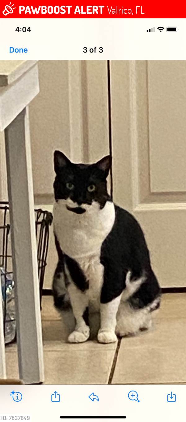 Lost Male Cat last seen Copper Canyon Blvd and Rocky Mountain Ct, Valrico, FL 33594