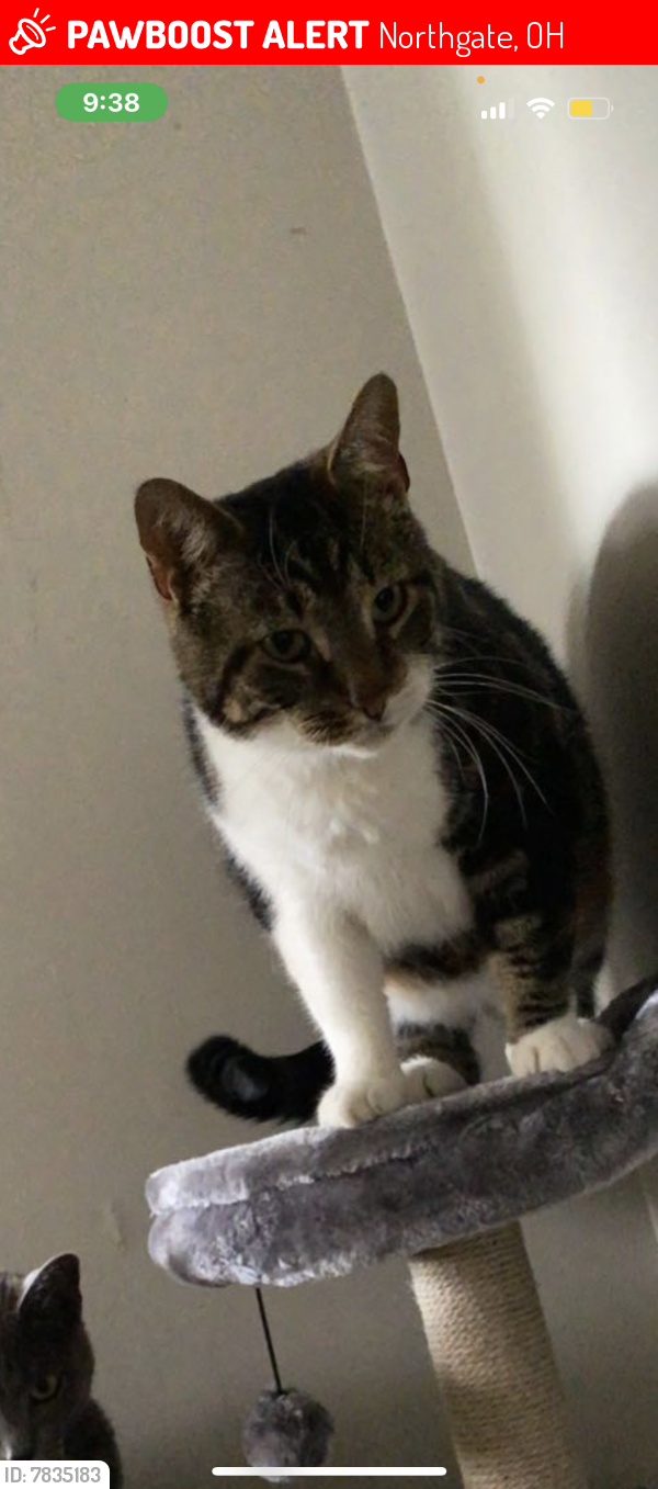 Lost Male Cat In Northgate OH 45251 Named Bob ID 7835183 PawBoost