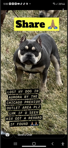 Lost Male Dog last seen Fransworth and molitor street, Aurora, IL 60502