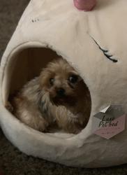 Reunited Female Dog last seen old grove, red maple, white pine oceanside , Oceanside, CA 92057
