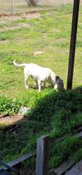 Reunited Male Dog last seen Fishmarket RD, McLoud, OK 74851