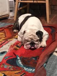 Reunited Male Dog last seen Brigadier court ballground ga , Ball Ground, GA 30107