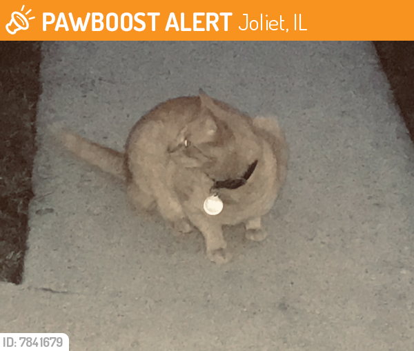 Found/Stray Male Cat last seen Raynor & Norley , Joliet, IL 60435