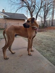 Reunited Male Dog last seen Parkway Moore Oklahoma, Meridian, OK 73058