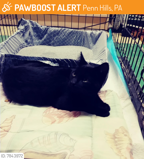 Rehomed Male Cat last seen Lynnwood Dr. Penn Hills PA, Penn Hills, PA 15235
