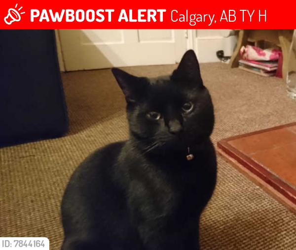 Lost Male Cat last seen Near avenue and 60thstreet NE Calgary, Calgary, AB T1Y 2H9