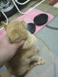 Lost Female Cat last seen Cleveland Heights Rd NE and Westphalia Blvd NE , Rio Rancho, NM 87144