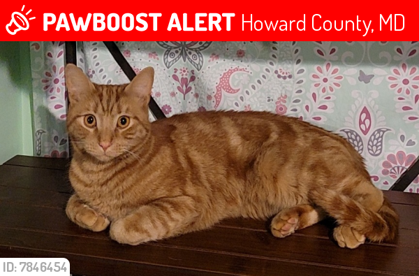 Lost Male Cat last seen Old Annapolis road,  woodbine MD, Howard County, MD 21797