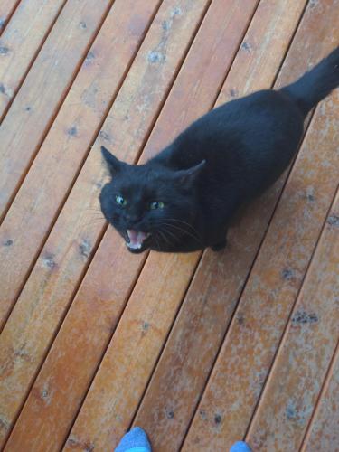 Found/Stray Unknown Cat last seen Meadow view road, Rocky View County, AB T0L 0K0