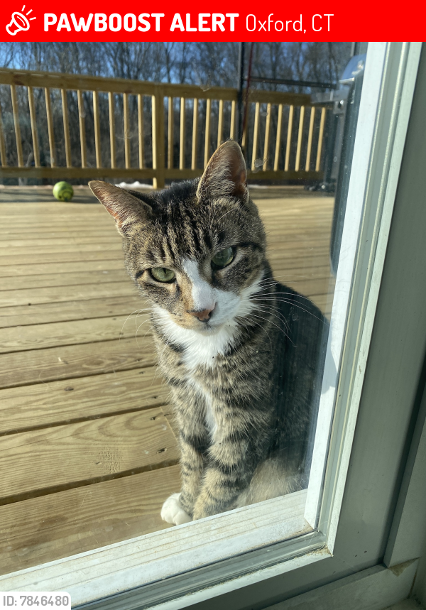 Lost Male Cat last seen Towner Lane And Route 67 Oxford CT, Oxford, CT 06478