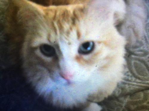 Lost Male Cat last seen E Burnside and NE 62nd Ave., Portland, OR 97213
