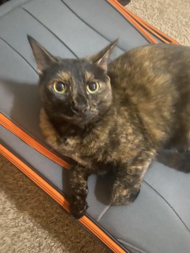 Lost Female Cat last seen Bell/rt 6, Channahon, IL 60410