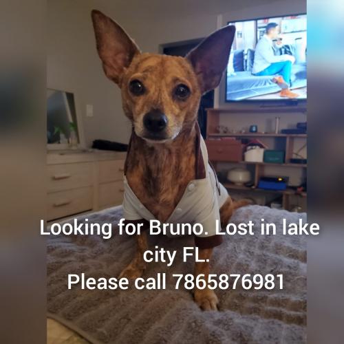 Lost Male Dog last seen Save a lot supermarket , Lake City, FL 32055