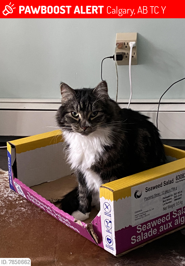 Lost Male Cat last seen Bow Tr and 33 St. S.W., Calgary, AB T3C 2Y1