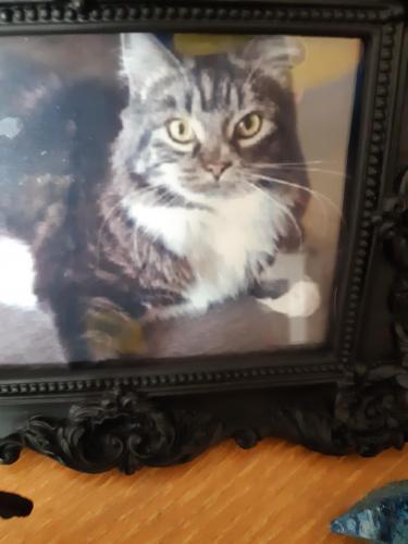 Lost Male Cat last seen Spruce dr and bow trail. Sw, Calgary, AB T3C 2Y1