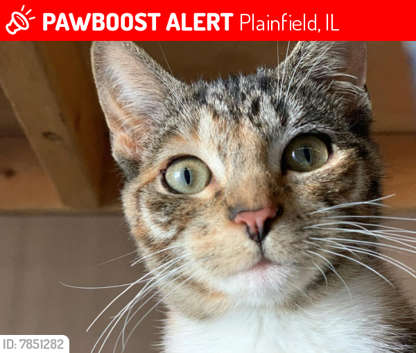 Lost Female Cat last seen Near Essington and 135th Plainfield , Plainfield, IL 60585