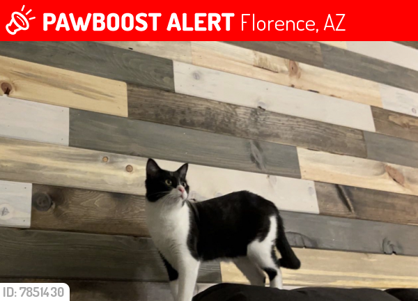 Lost Male Cat last seen Near E Lupine Lane Florence AZ 85132, Florence, AZ 85132