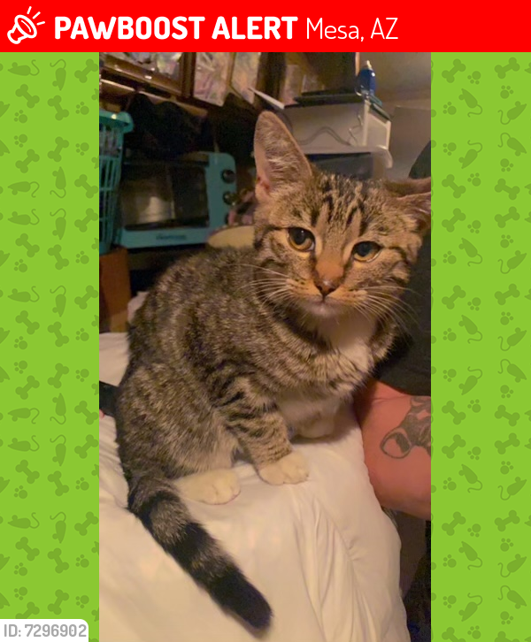 Lost Female Cat last seen Motel 6 country club, Mesa, AZ 85210