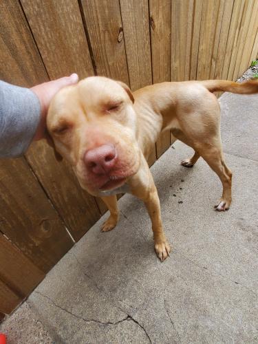 Found/Stray Unknown Dog last seen Central and north avenue , Cook County, IL 60634