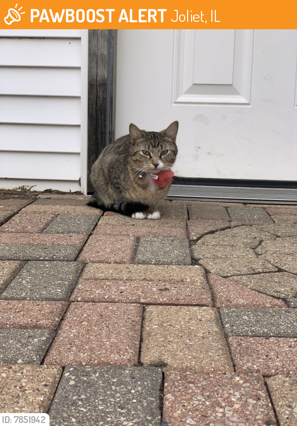 Found/Stray Female Cat last seen Chase and collins, Joliet, IL 60432